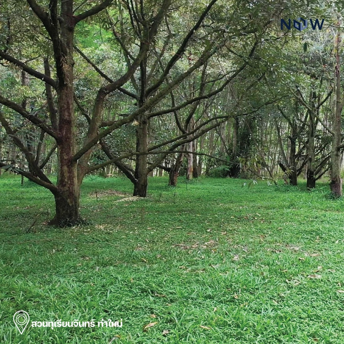 ที่ดินสวนทุเรียนท่าใหม่